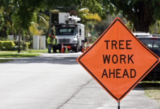 tree removal contra costa ca