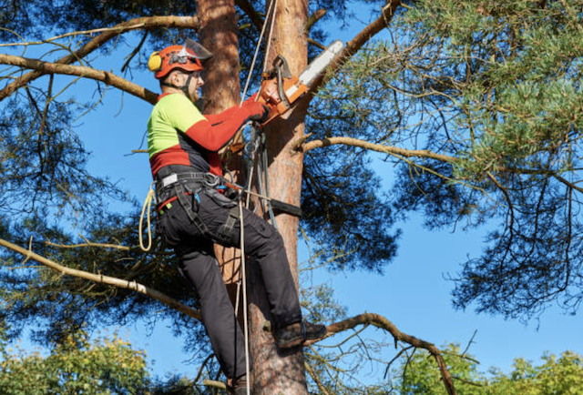 tree pruning contra costa