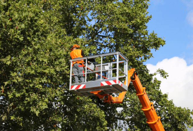 tree trimming contra cosa