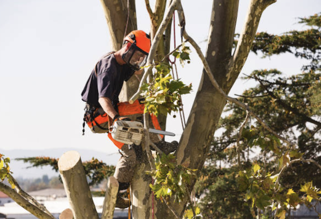 tree removal contra cosa